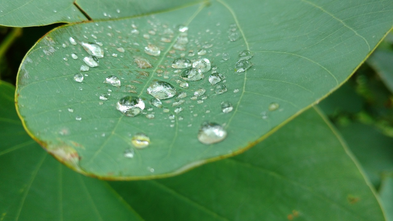 rain drop green free photo