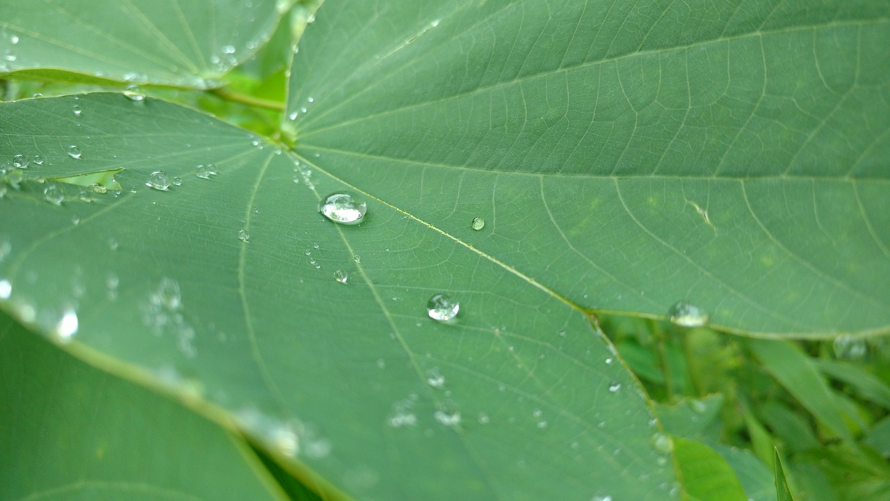 rain leaf green free photo