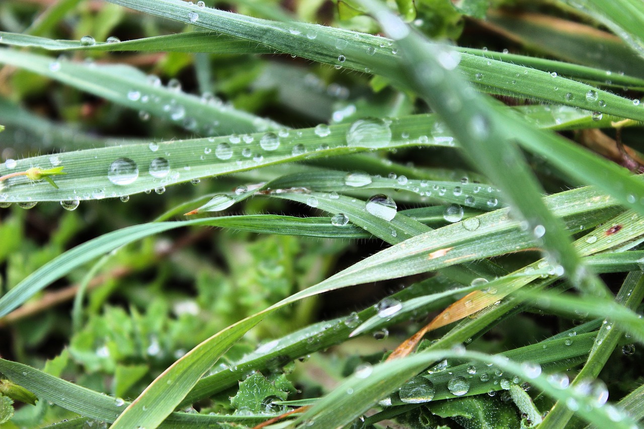 rain grass kocaeli free photo