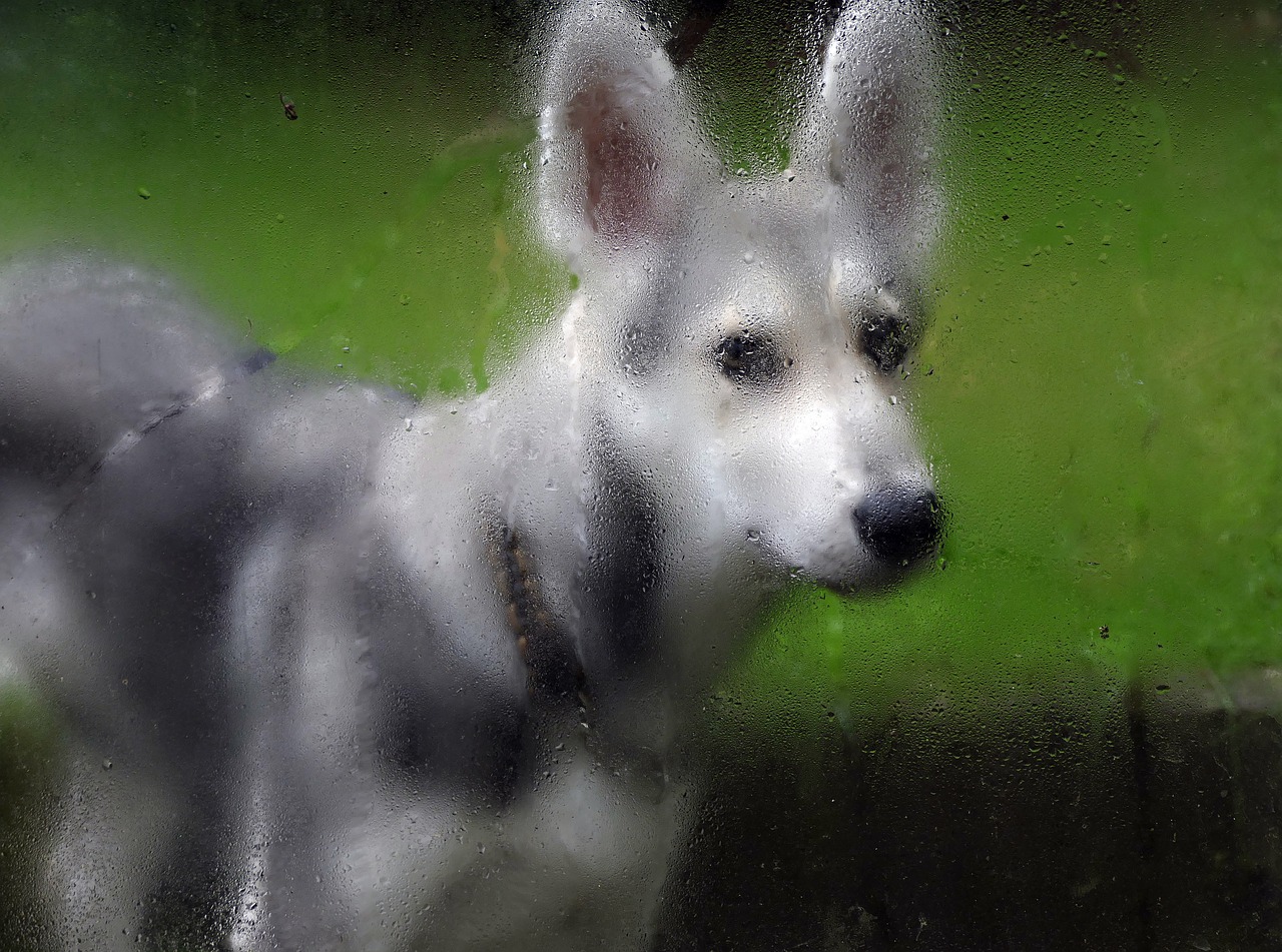 rain wet dog free photo