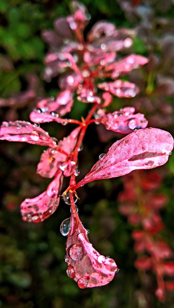 rain raindrop drop of water free photo