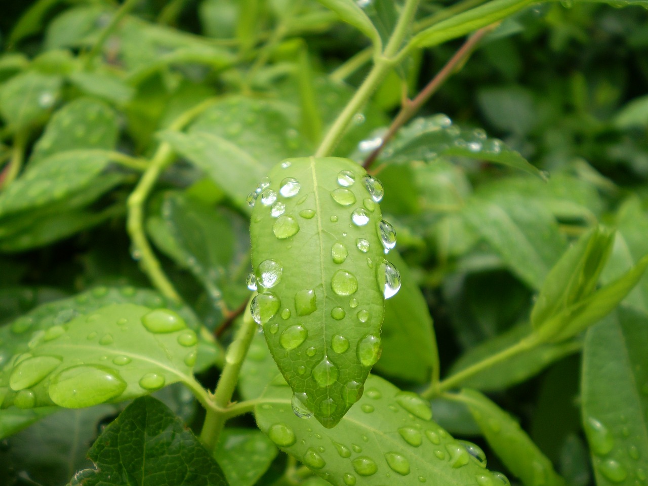 rain leaves wet free photo