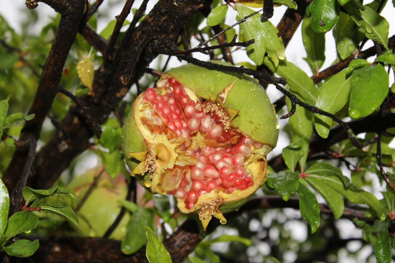 rain pomegranate forest free photo