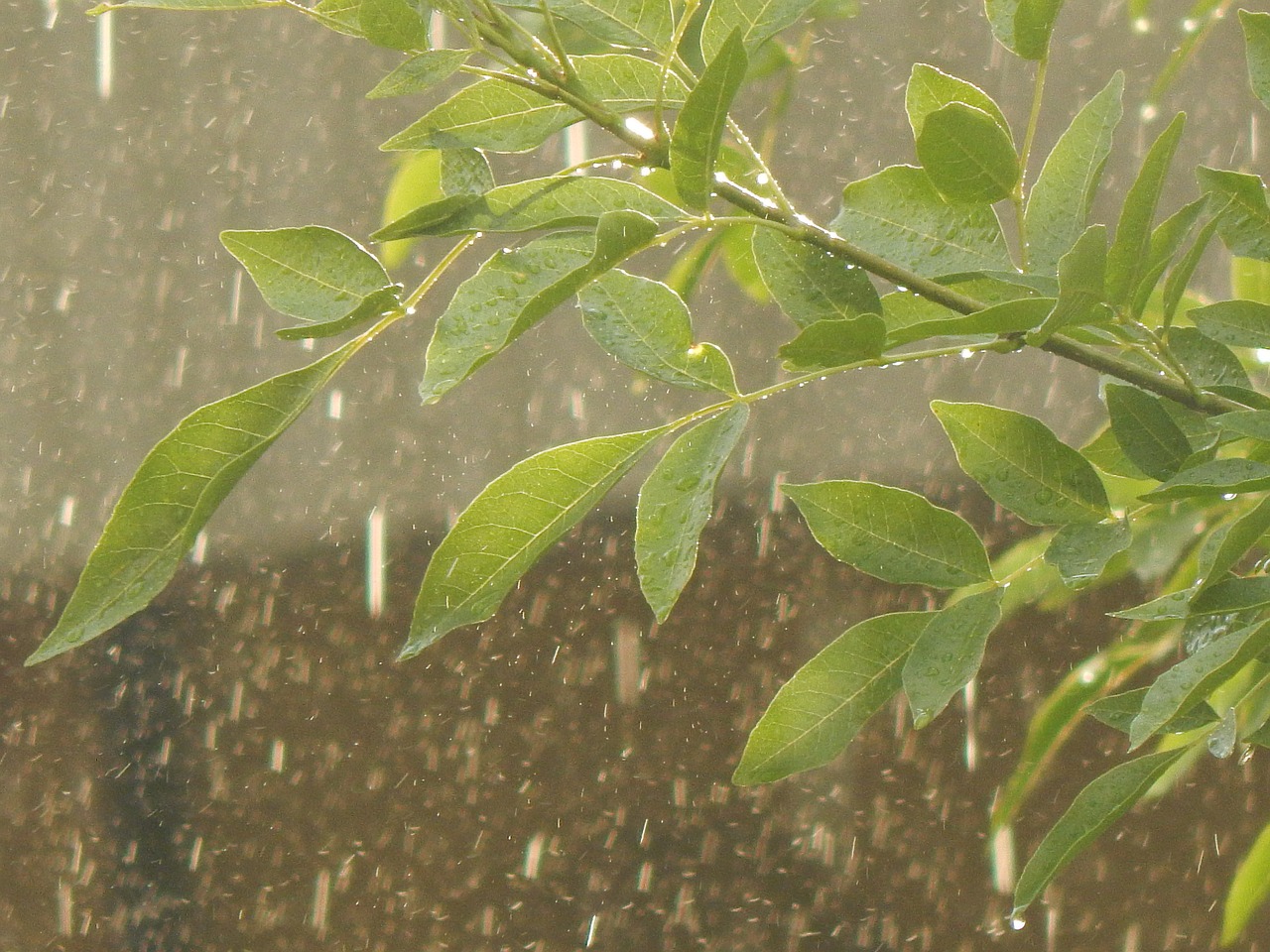 rain drops leaves free photo