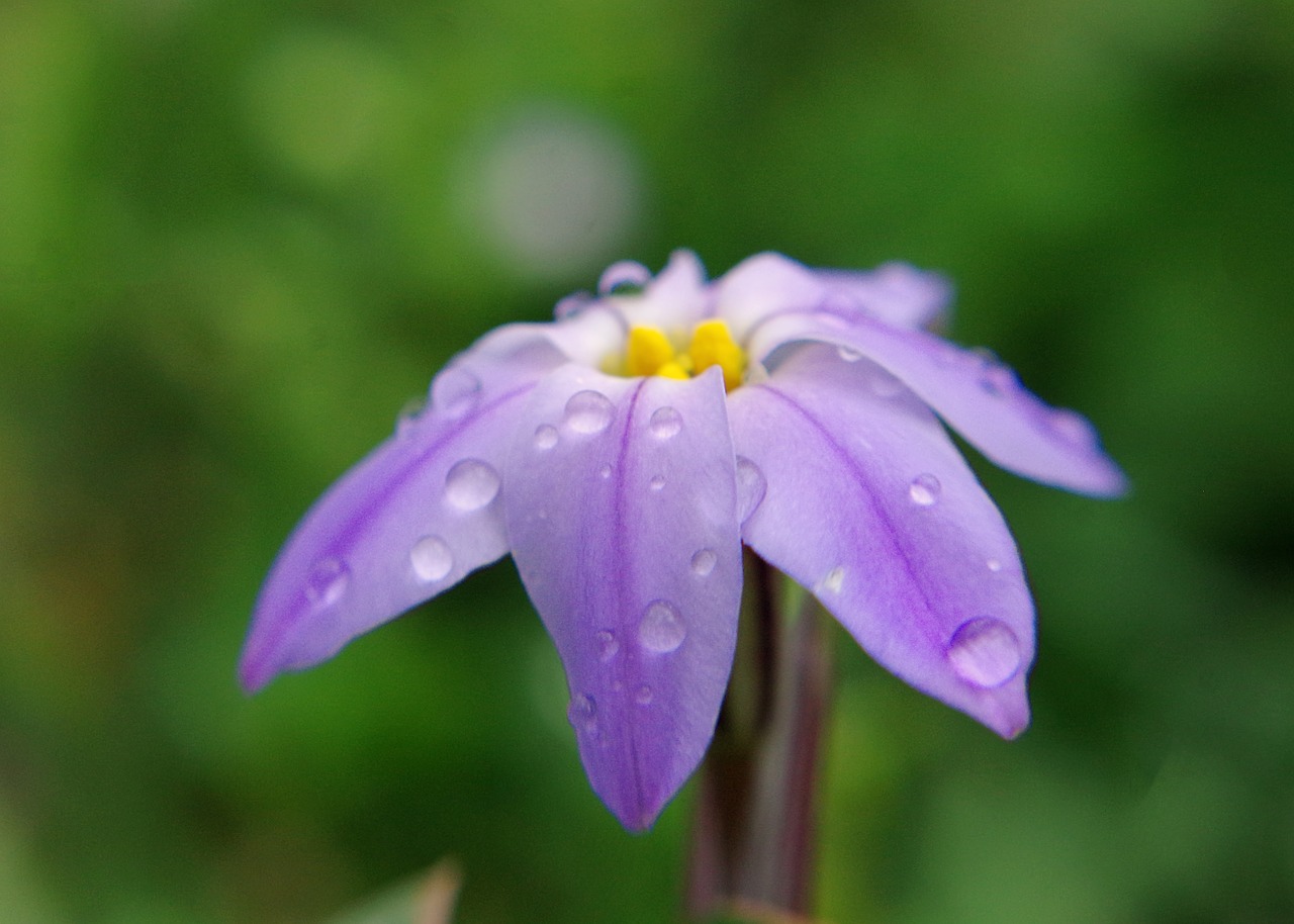 rain flower purple free photo