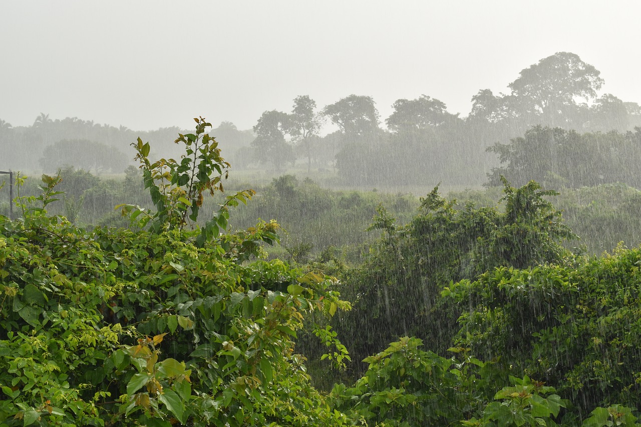 rain rainy day drops free photo