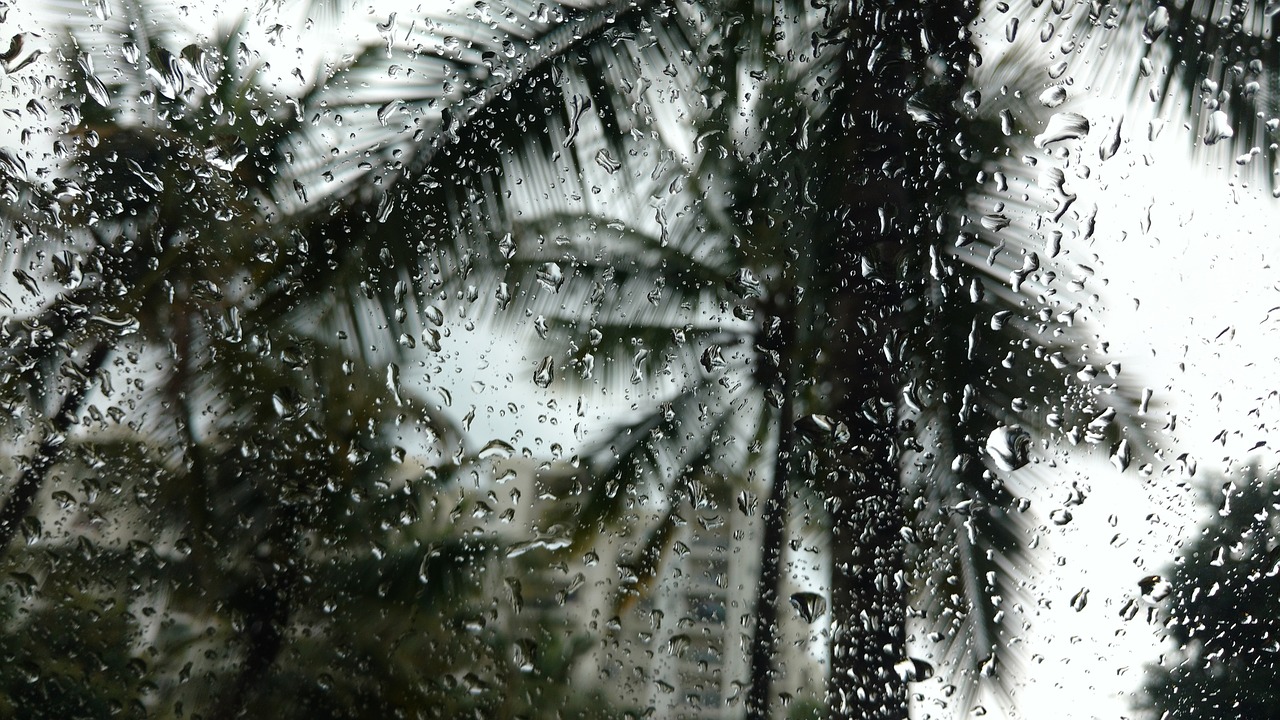 rain trees travel free photo