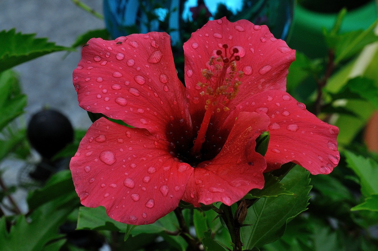 rain hibiscus flower beaded free photo