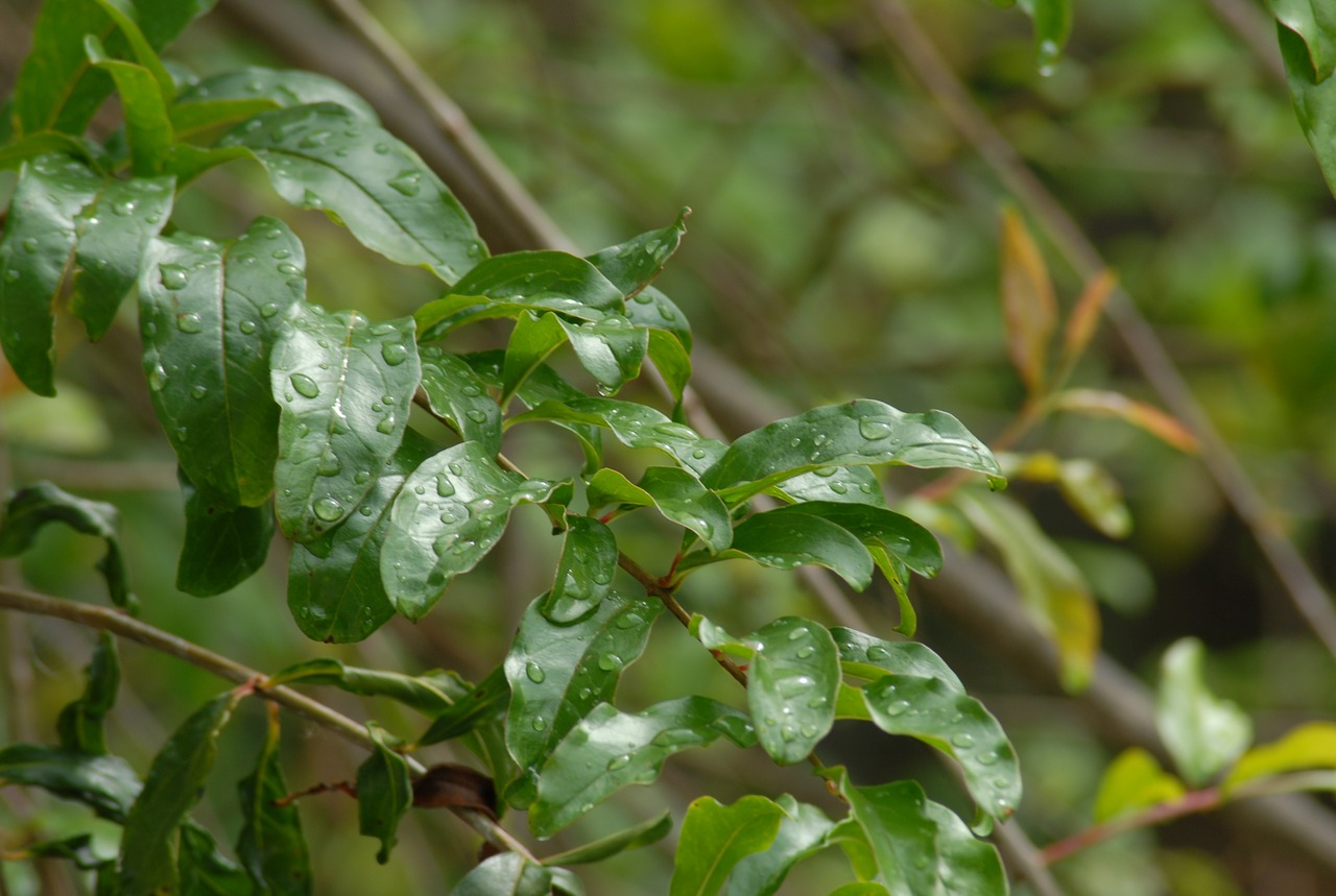 rain drops wet free photo