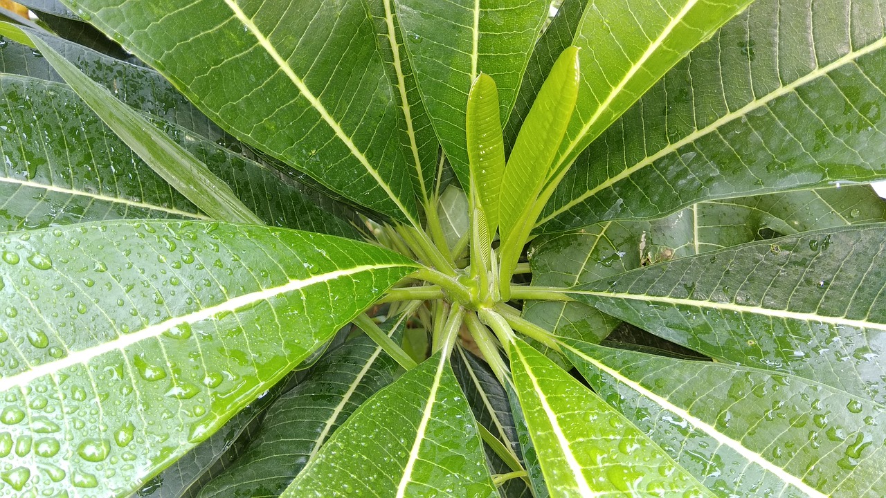 rain drops leaf free photo