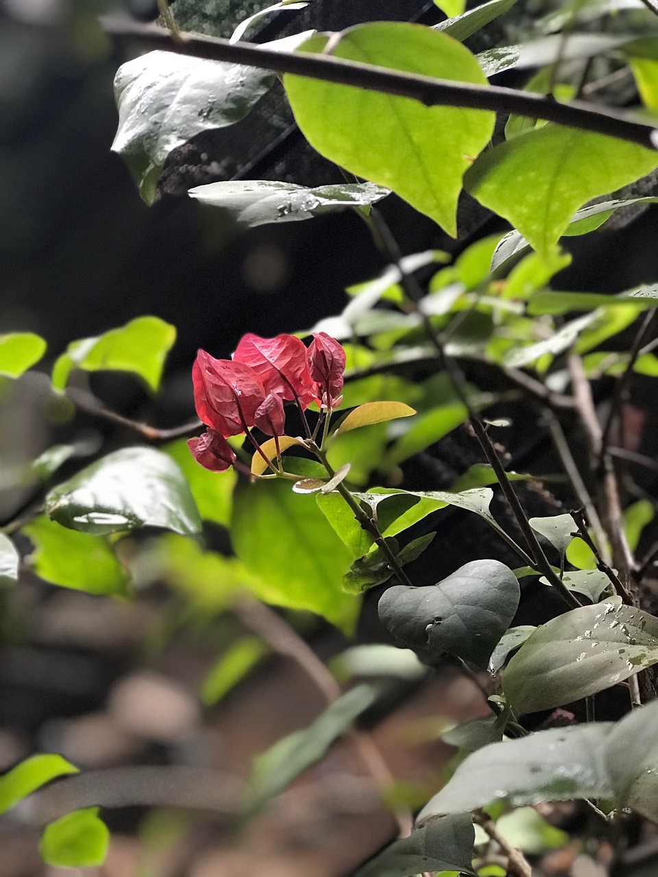 rain first flower plant free photo