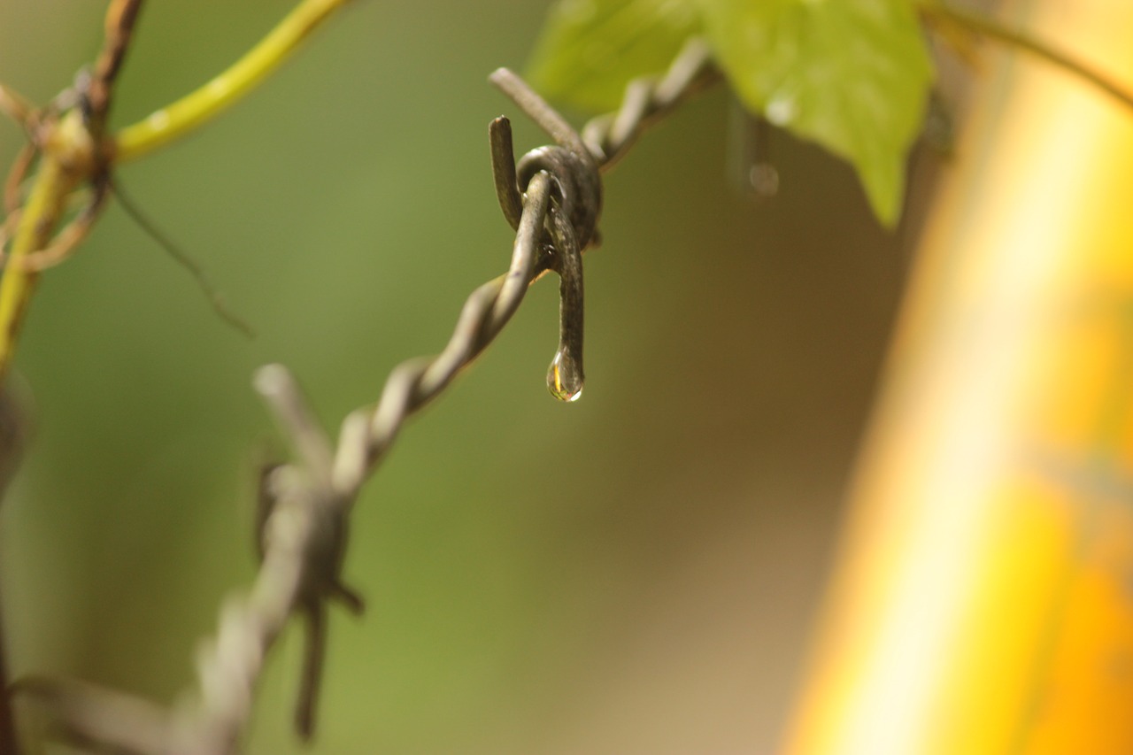 rain drops fence free photo