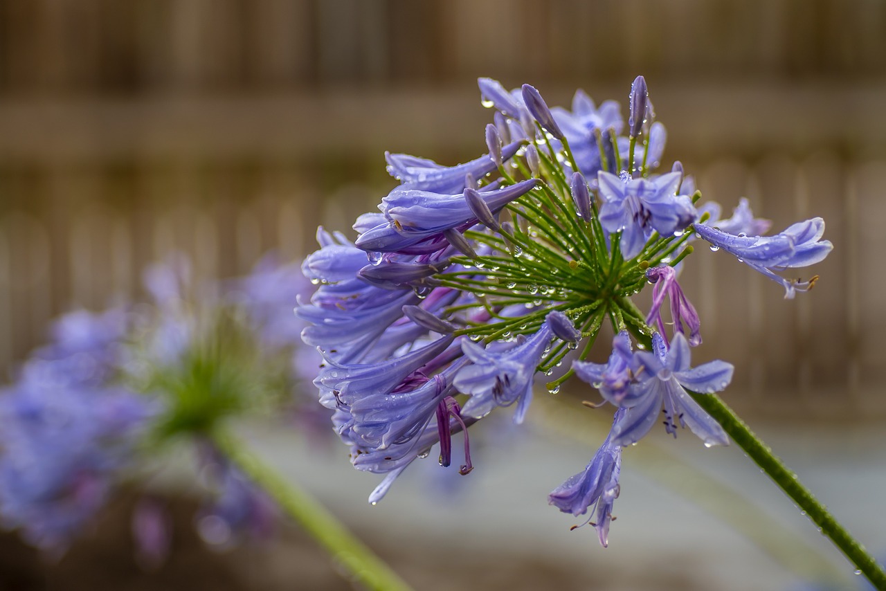 rain raindrops nature free photo