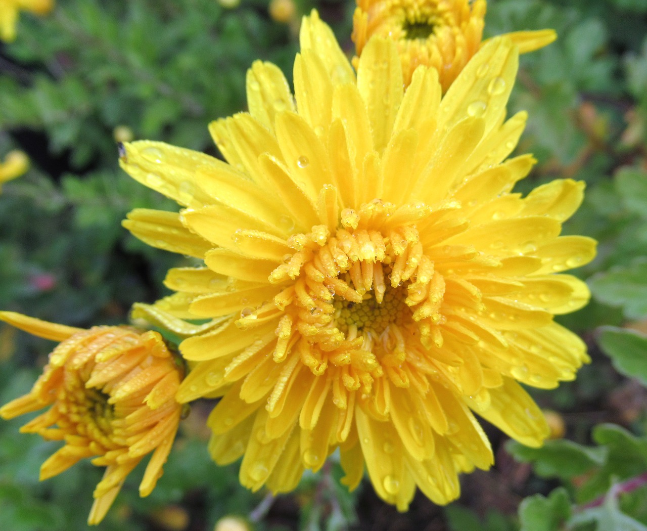 rain autumn yellow free photo