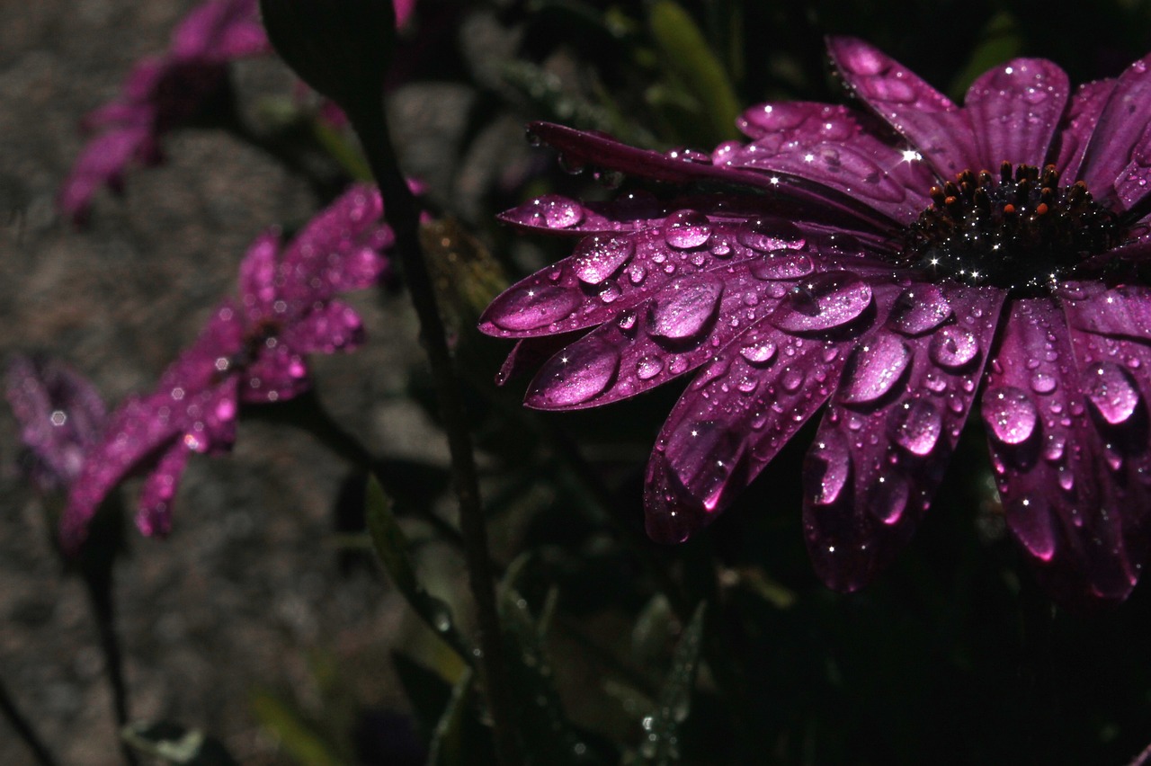 rain purple flower free photo