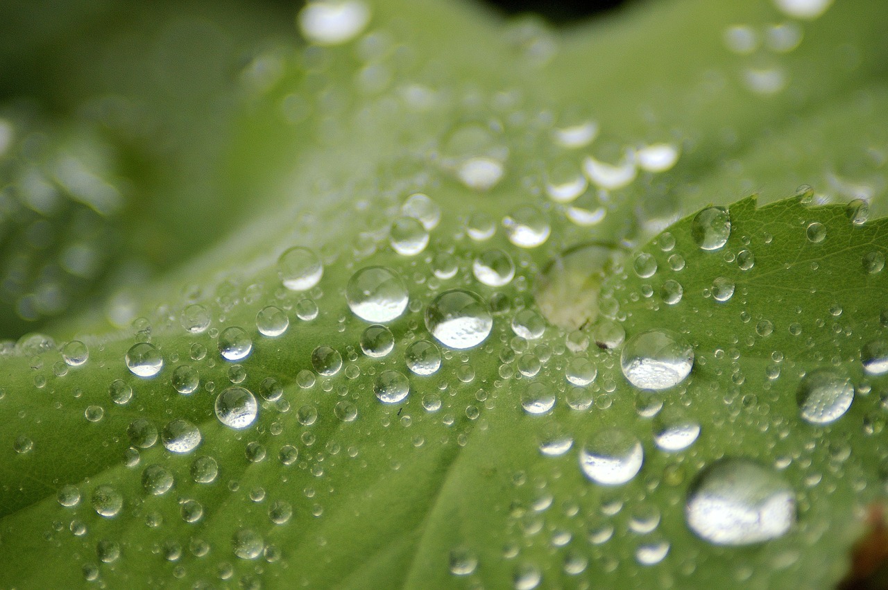 rain drop leaf free photo