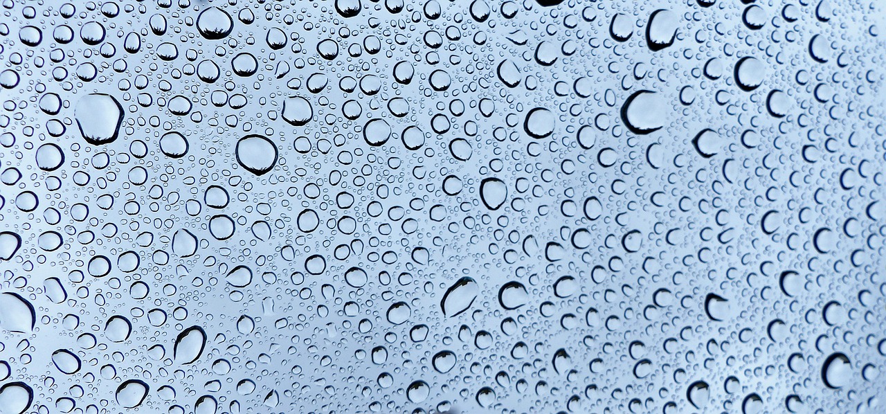 rain  wet  pearl free photo