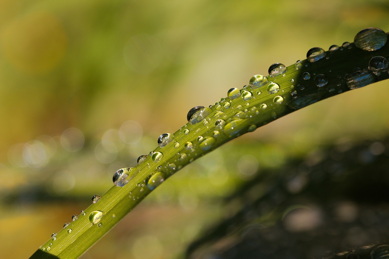 rain  pearl  nature free photo