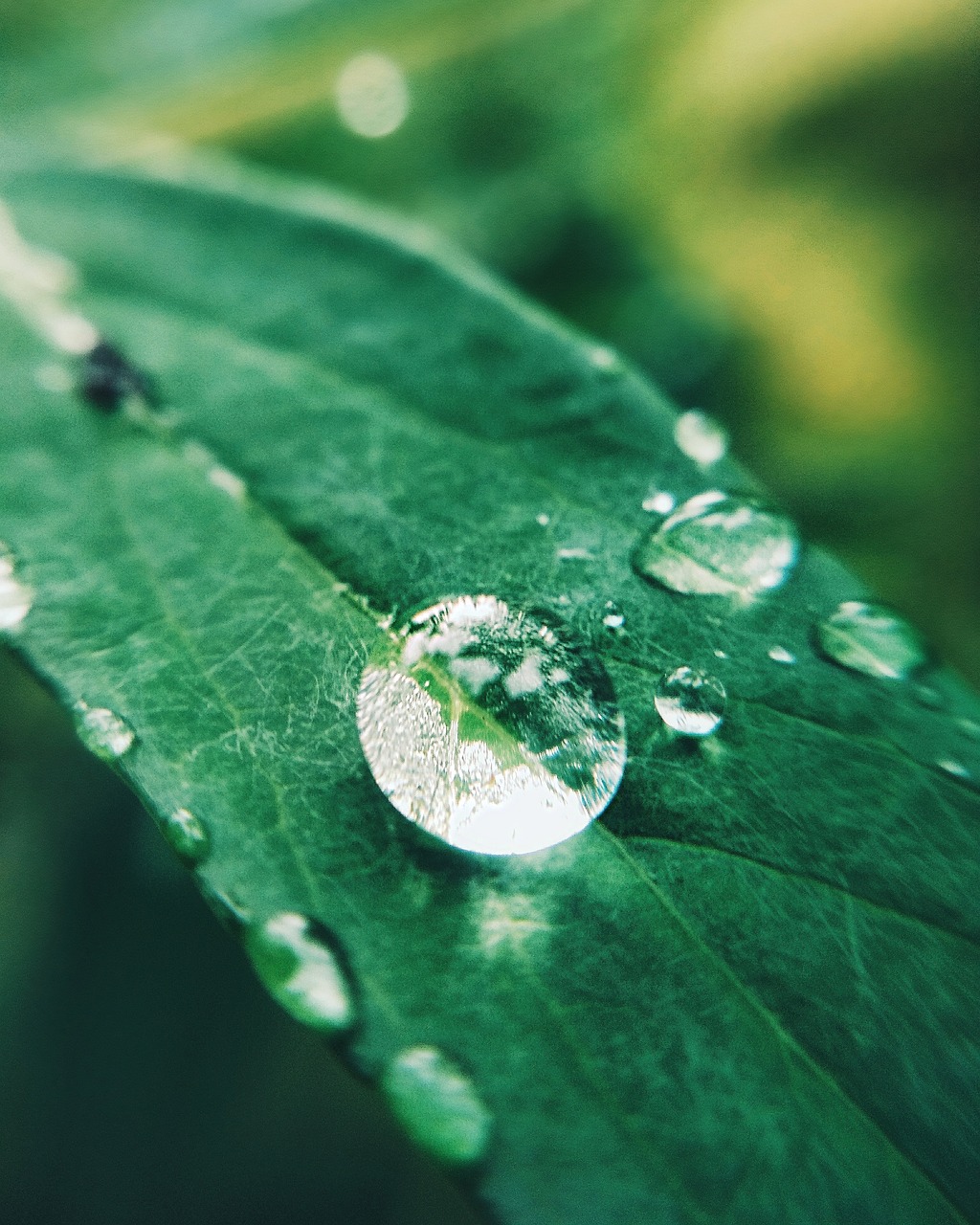 rain  macro  drop free photo