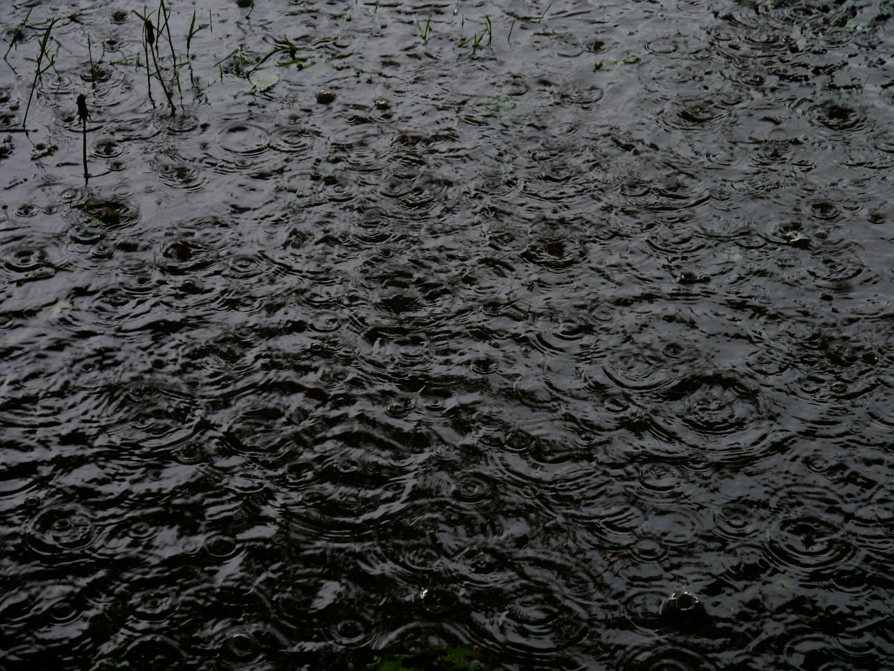 rain raindrop puddle free photo