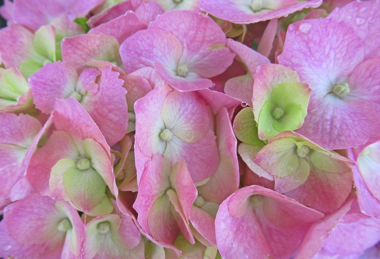 rain  flower  hydrangea free photo