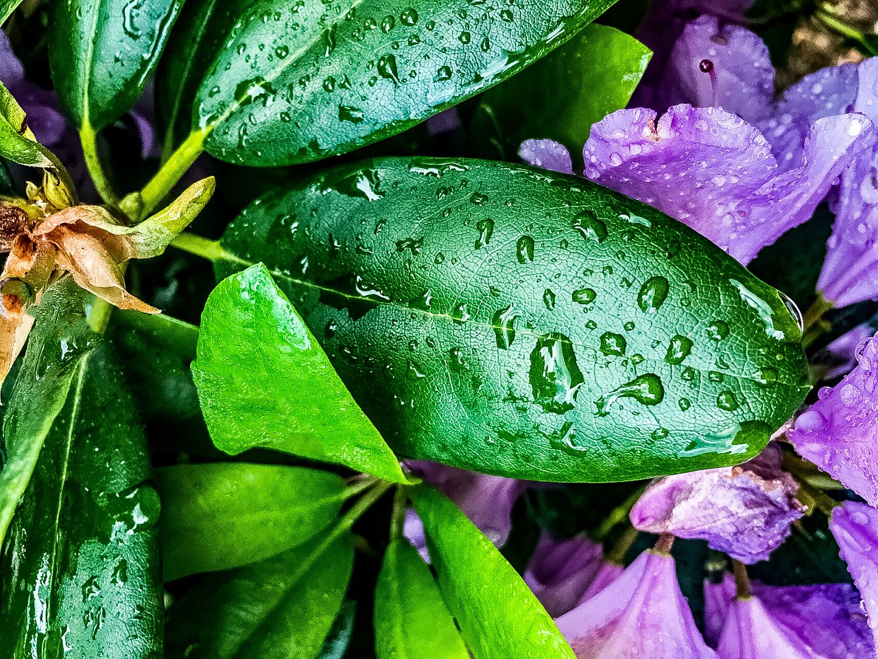 rain  plant  garden free photo