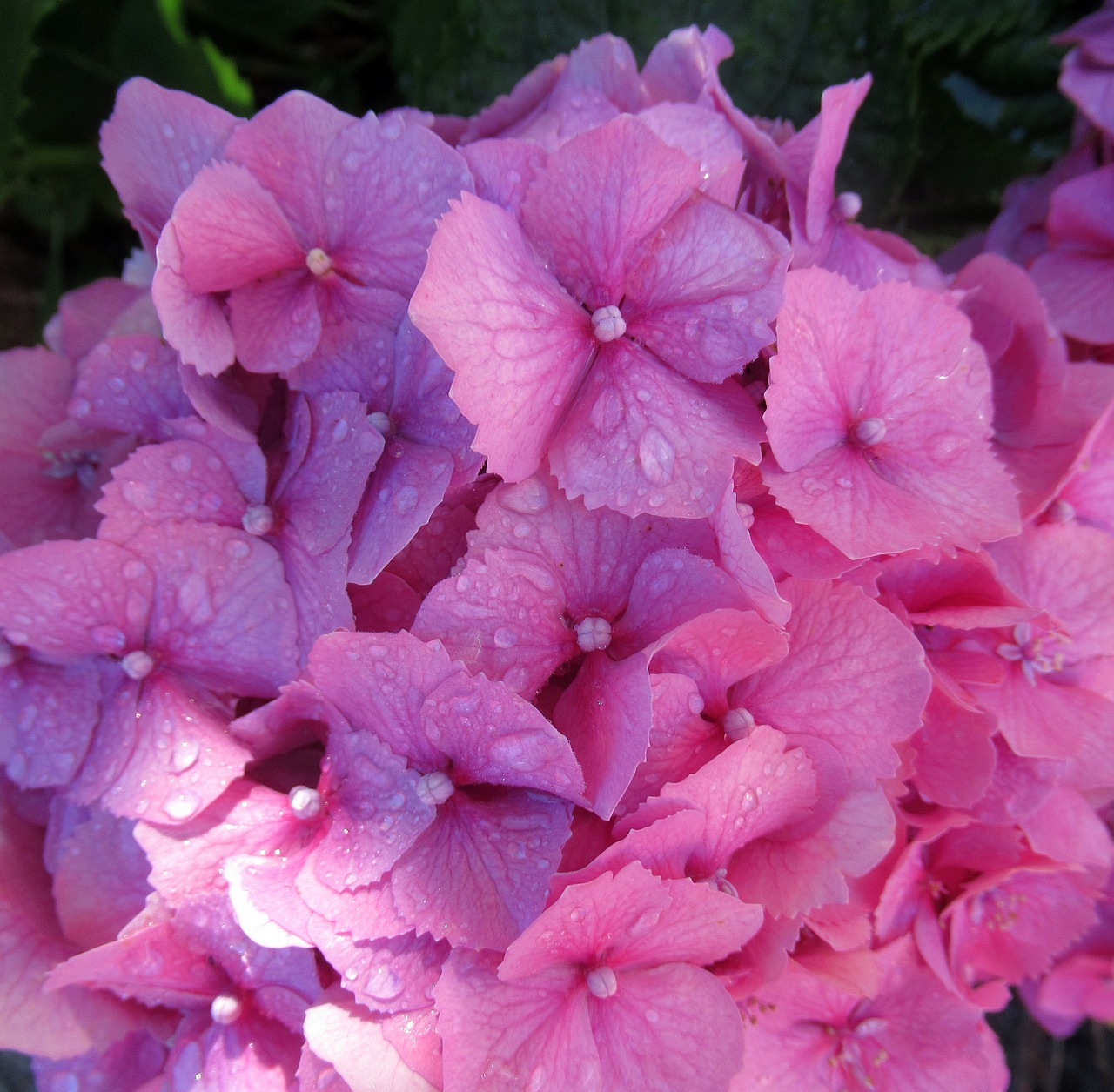 rain  hydrangea  plant free photo