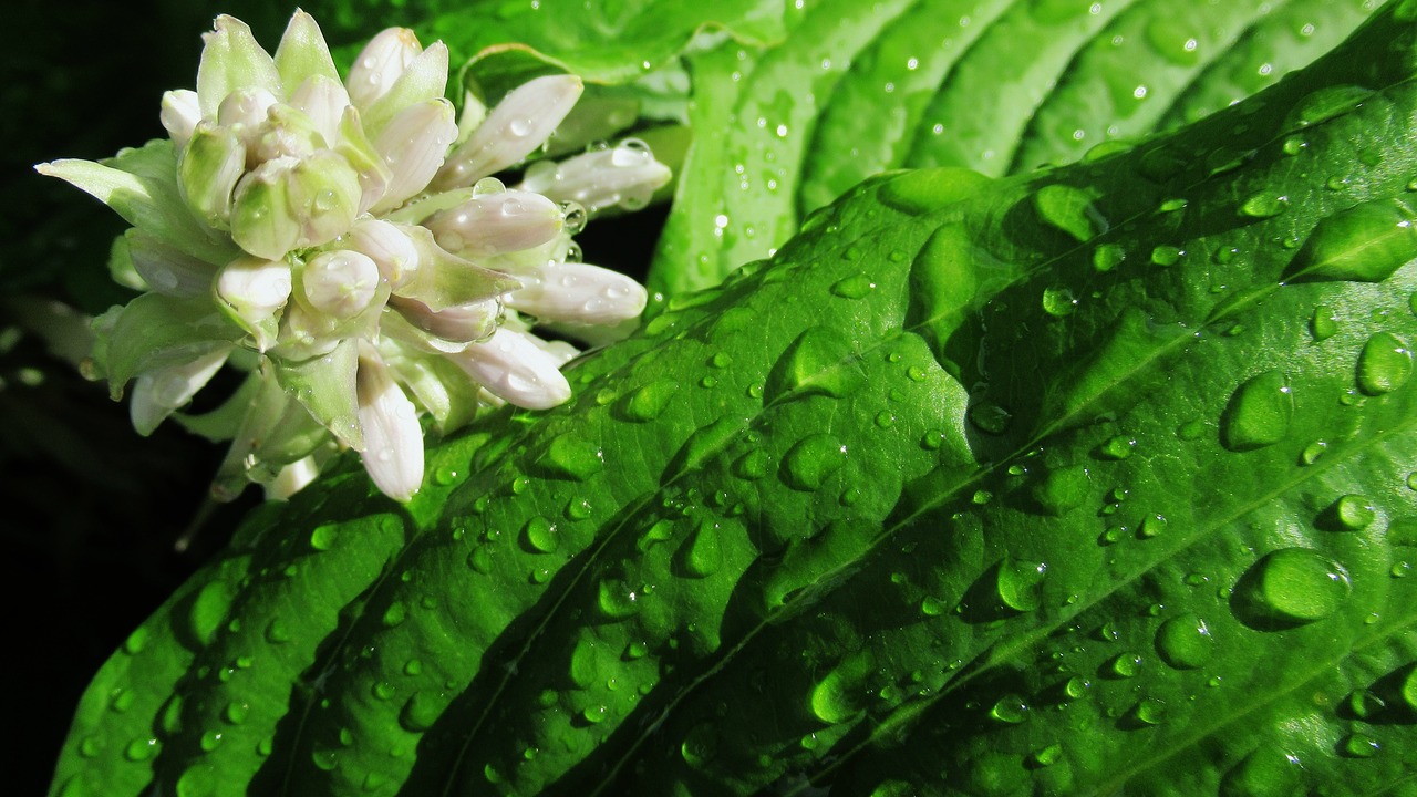 rain  flower  green leave free photo