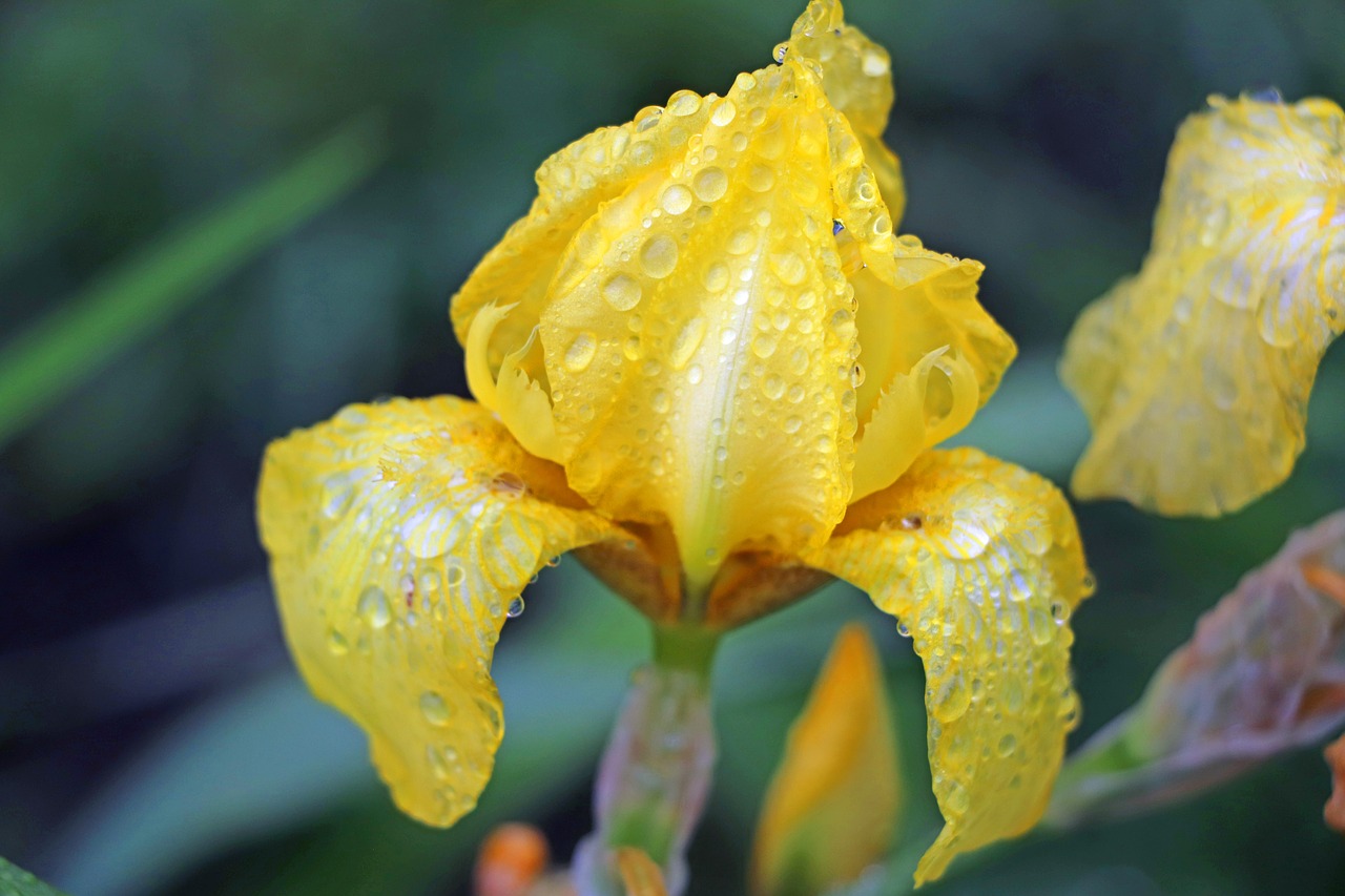 rain  flower  yellow free photo