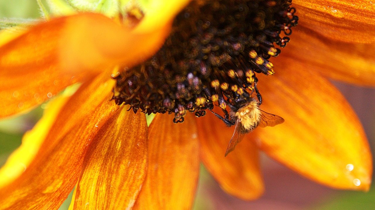 rain  sunflower  bug free photo