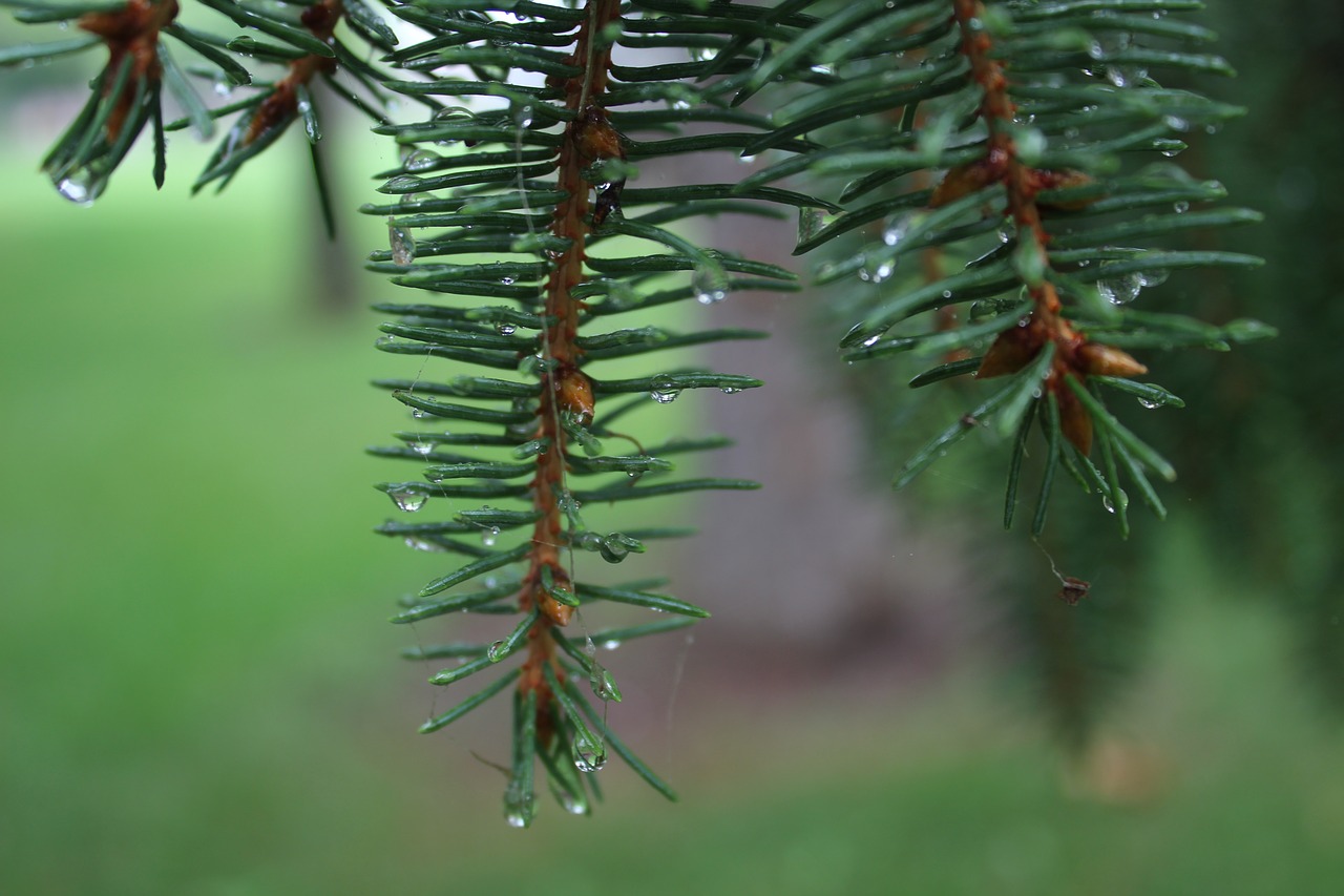 rain  pine tree  close-up free photo