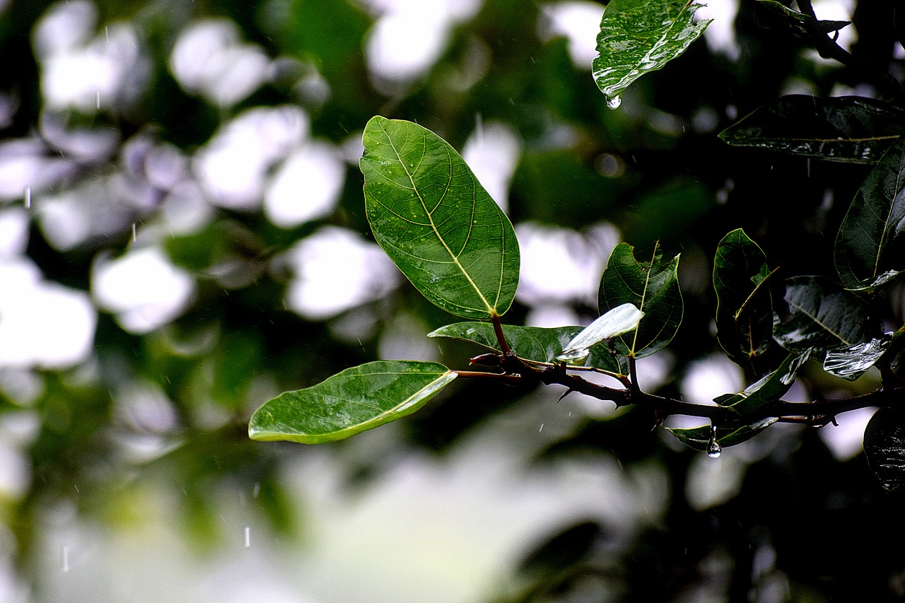 rain  wet  leaves free photo