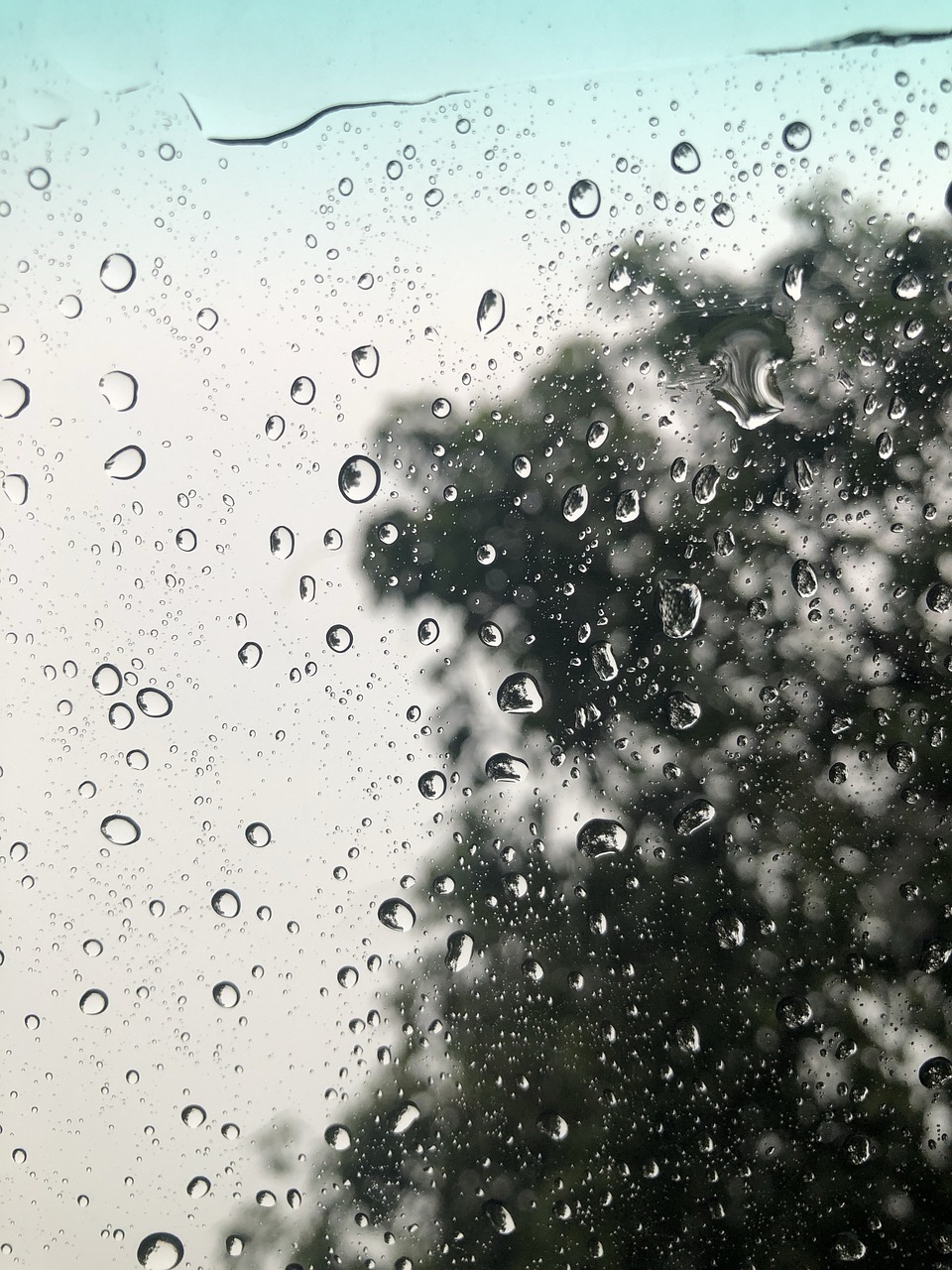 rain  droplet  water free photo