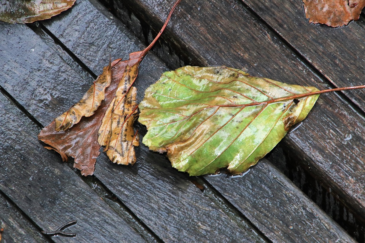 rain  foliage  autumn free photo