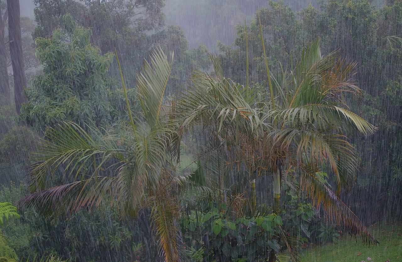 rain  rainfall  storm free photo
