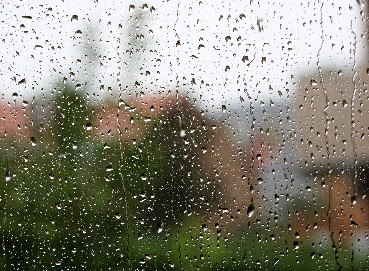 rain  drops  wet free photo