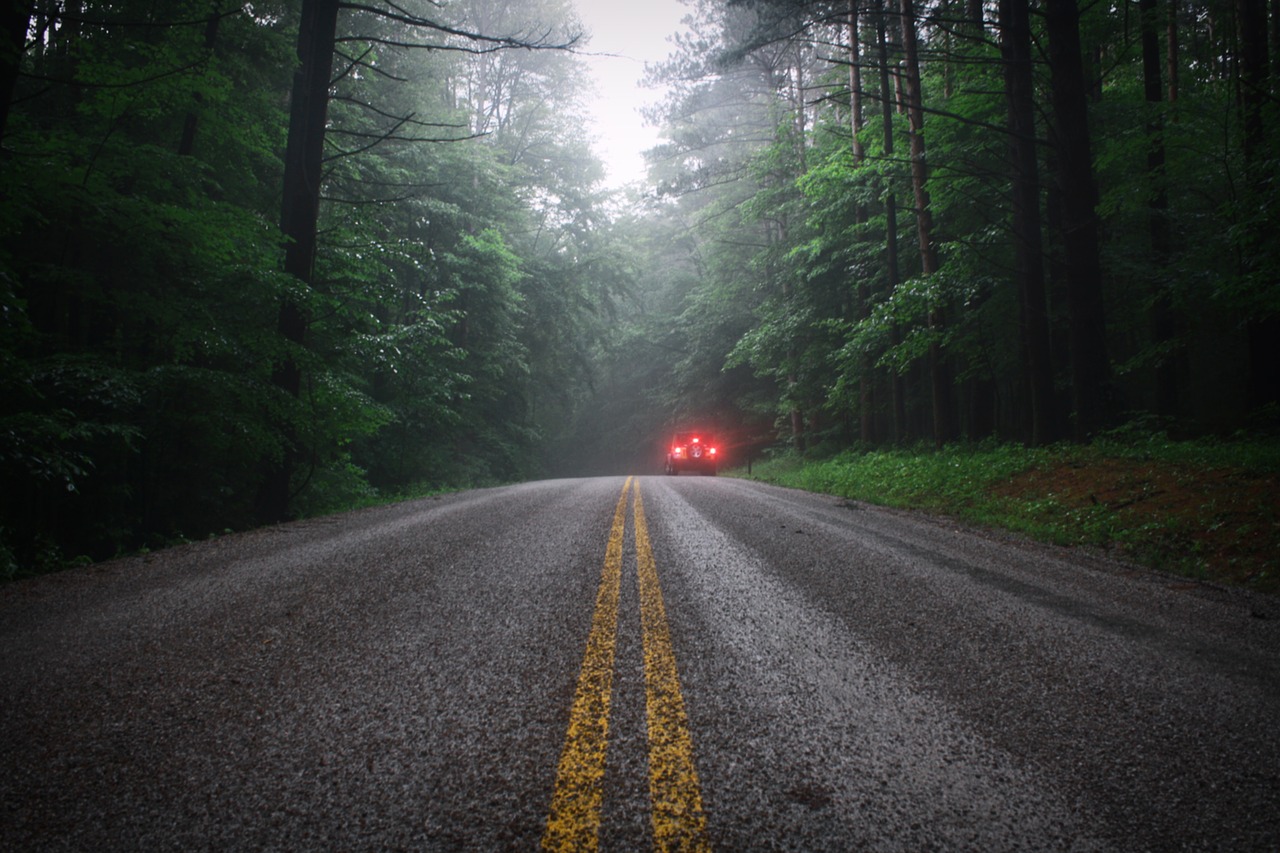 rain  nature  forest free photo