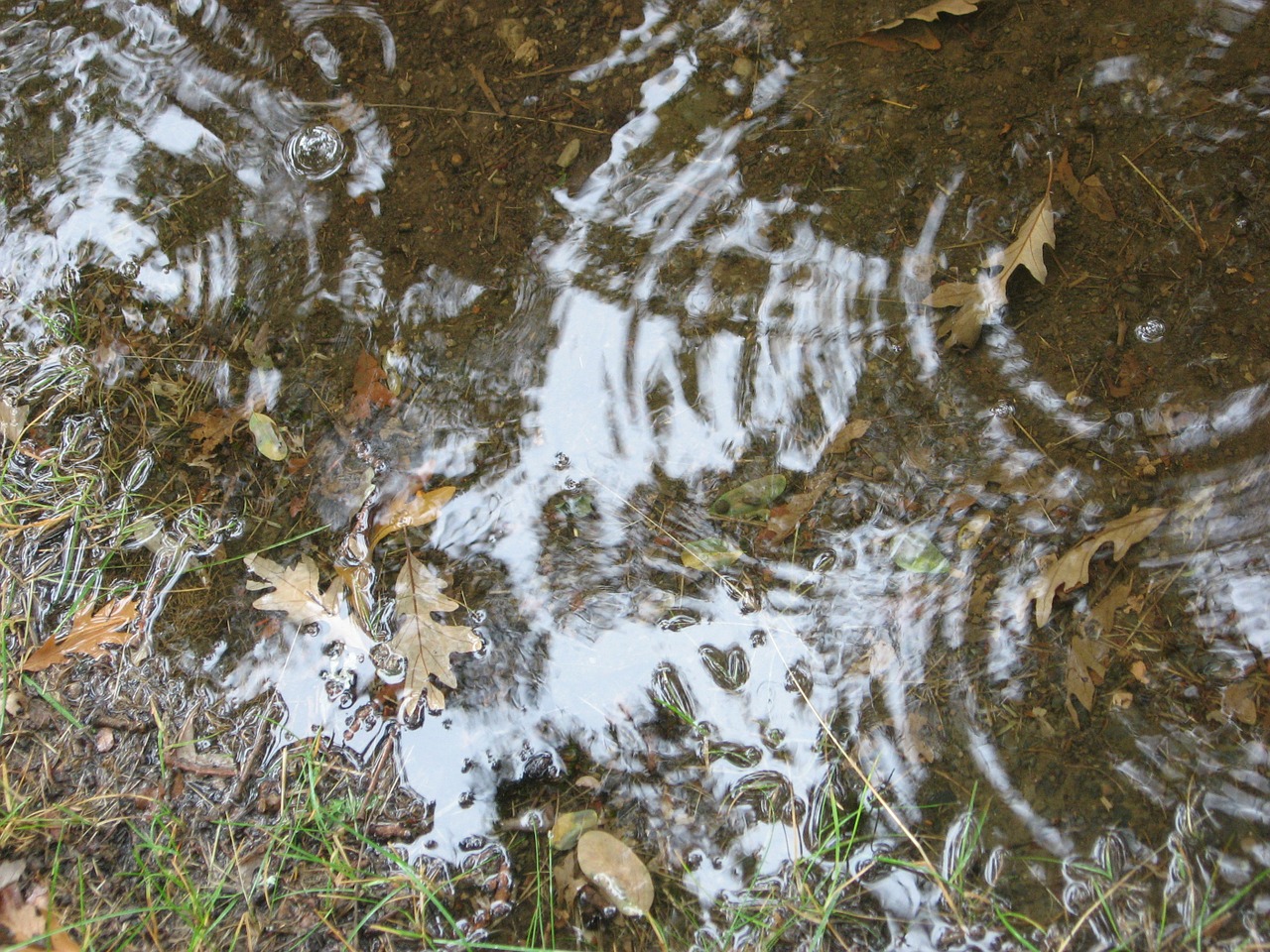 rain puddle reflection free photo