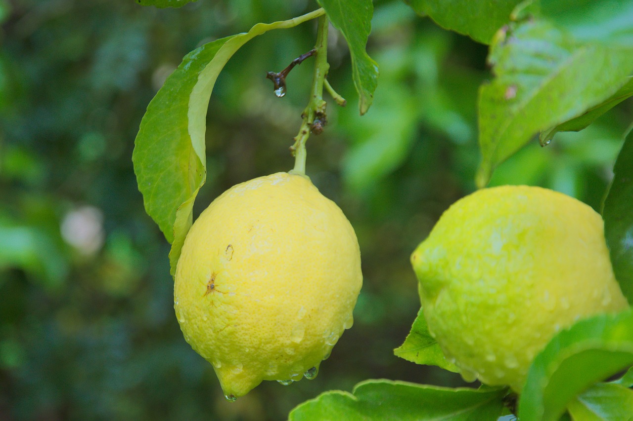 rain  lemon  plant free photo