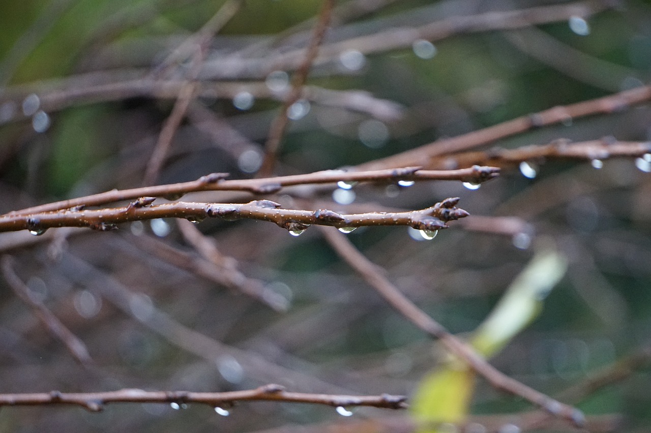 rain  drip  wood free photo