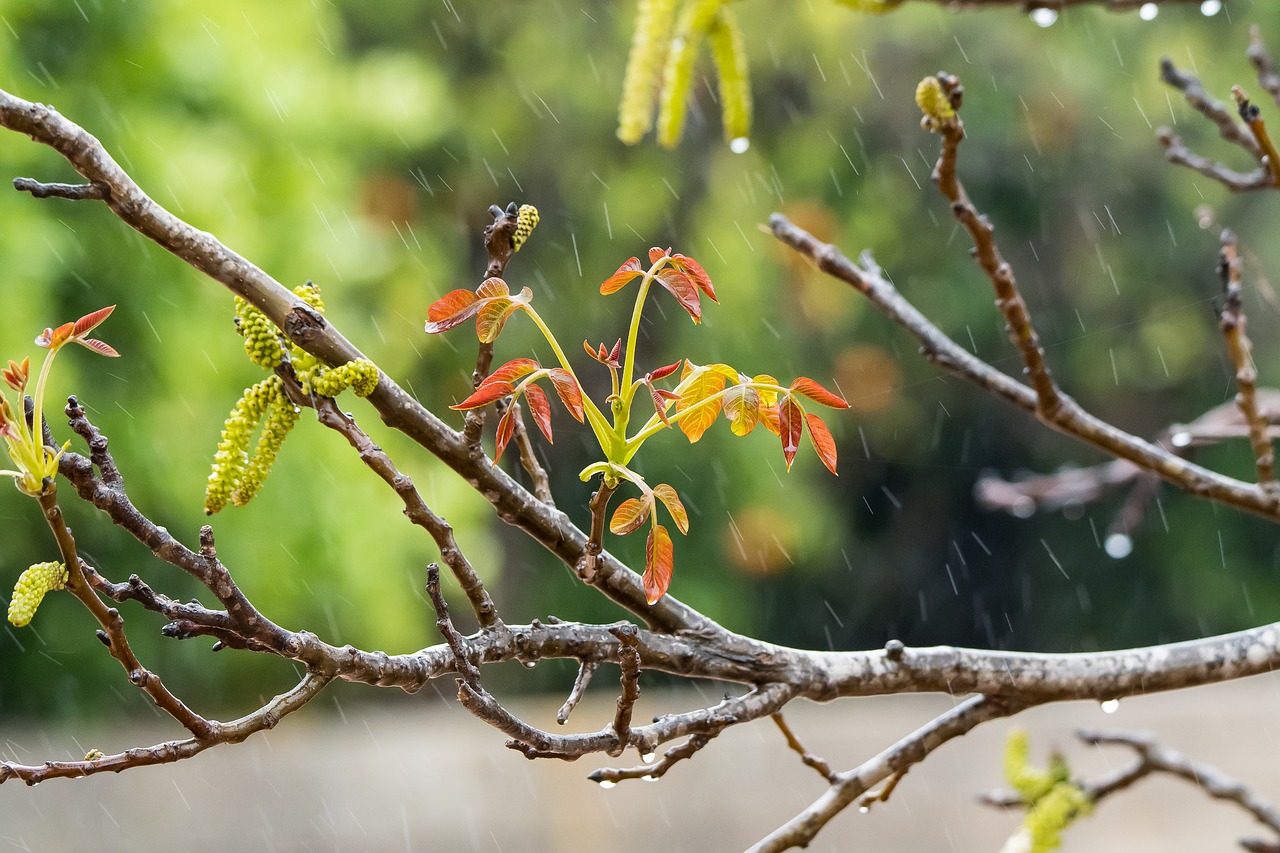 rain  orange  drip free photo