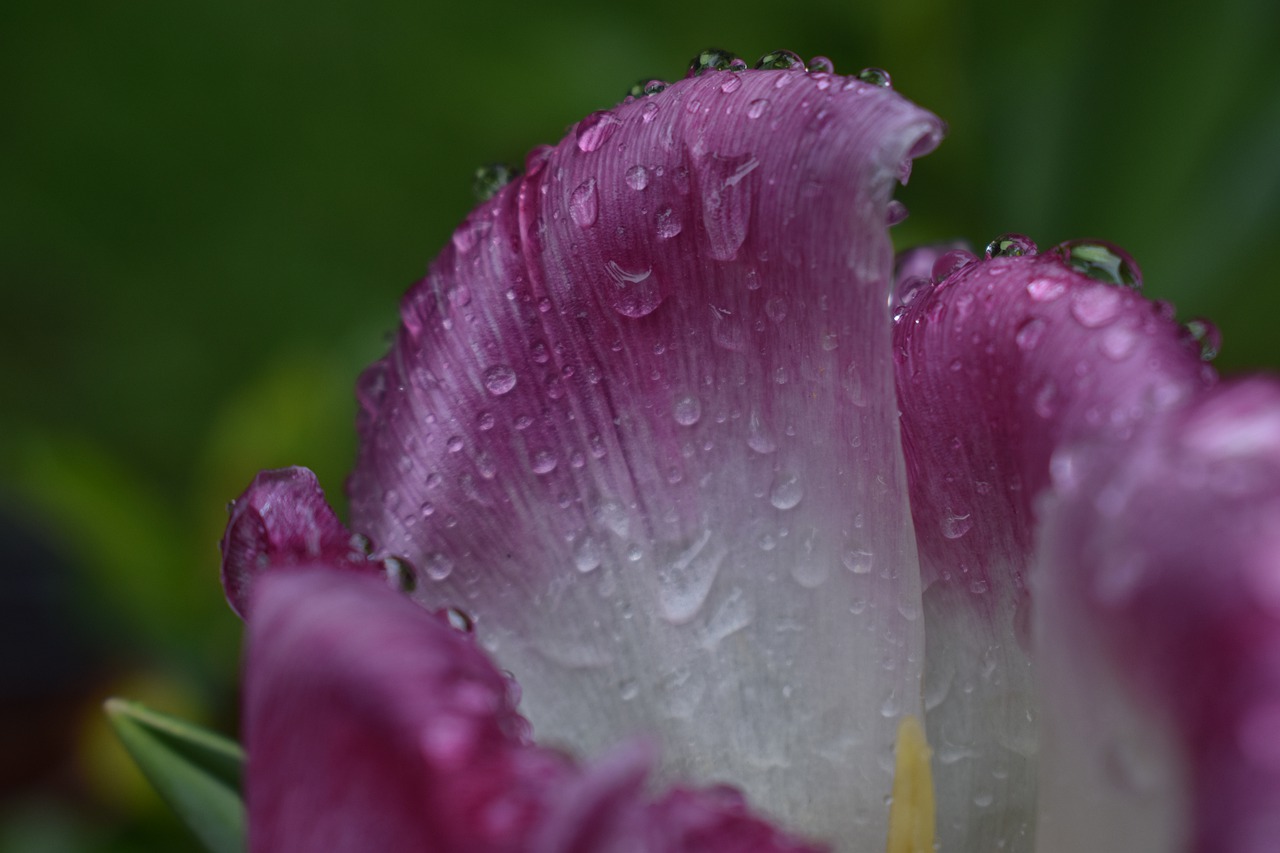 rain  flower  nature free photo