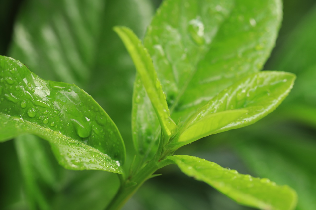 rain  sheet  leaves free photo