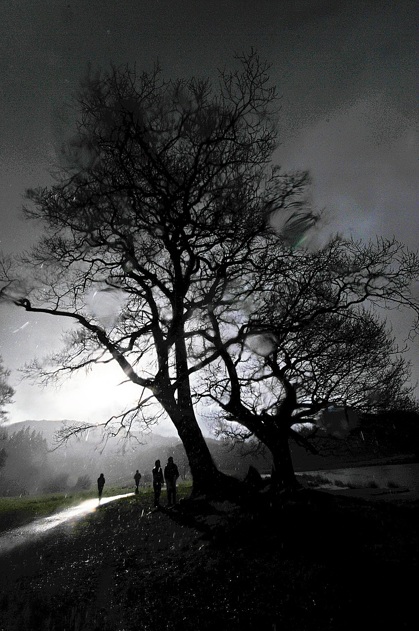 rain tree cumbria free photo