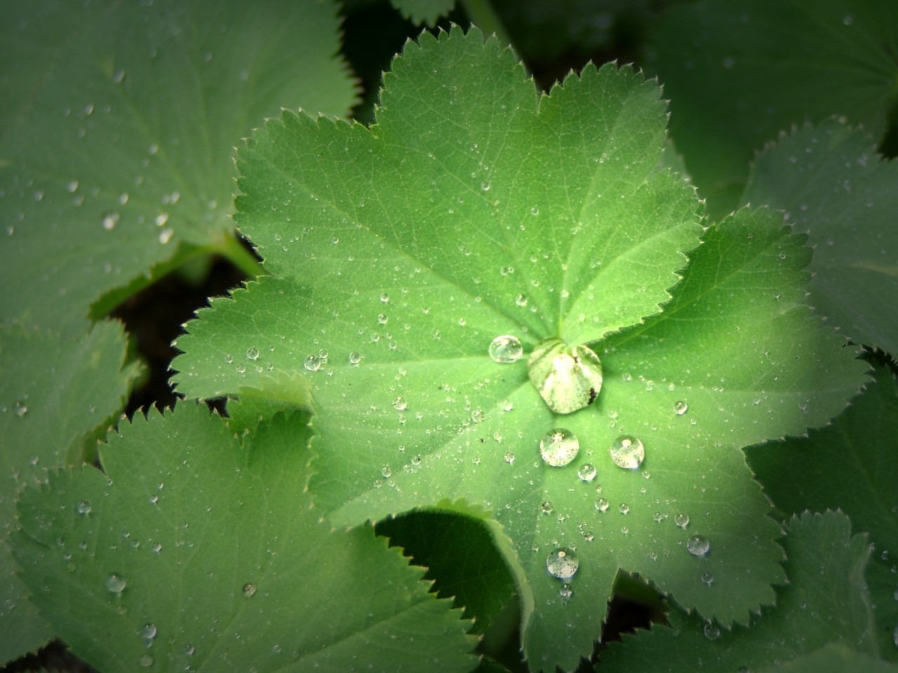 rain drip plant free photo