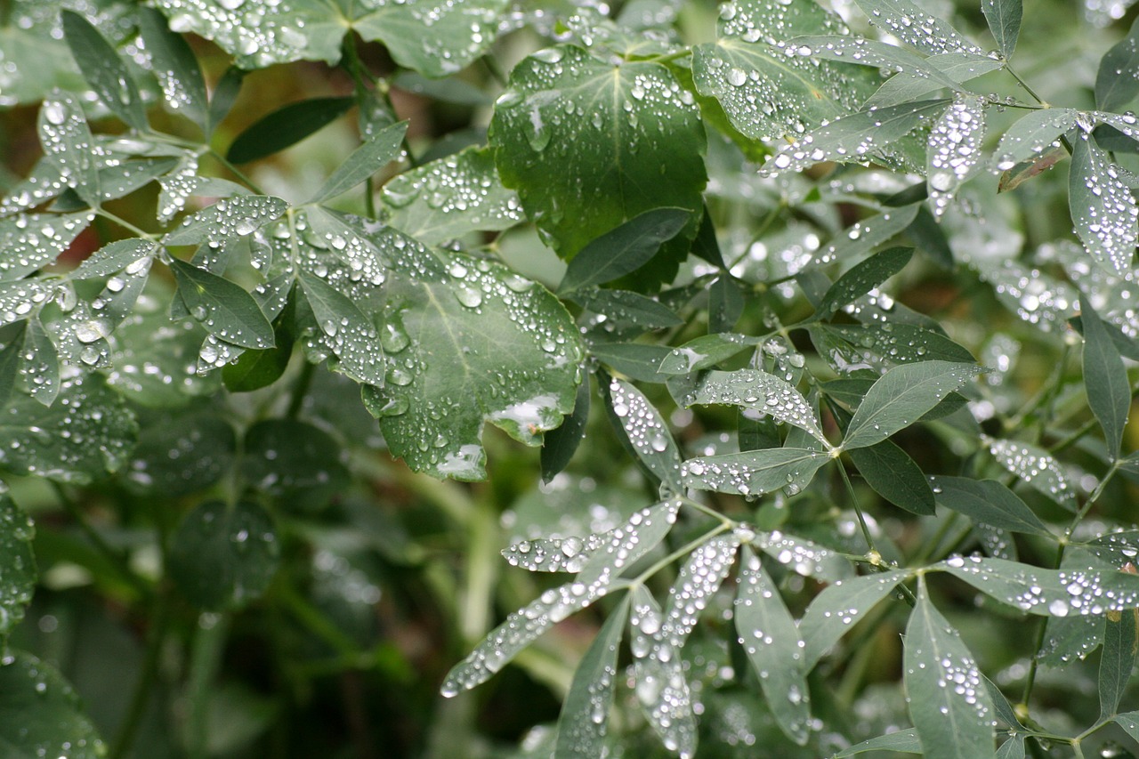 rain leaves nature free photo