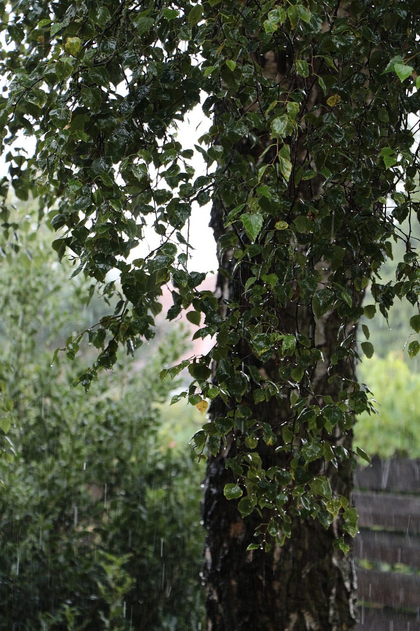 rain birch tree free photo