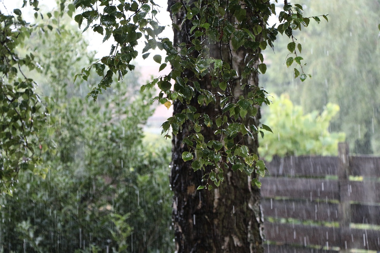 rain birch tree free photo