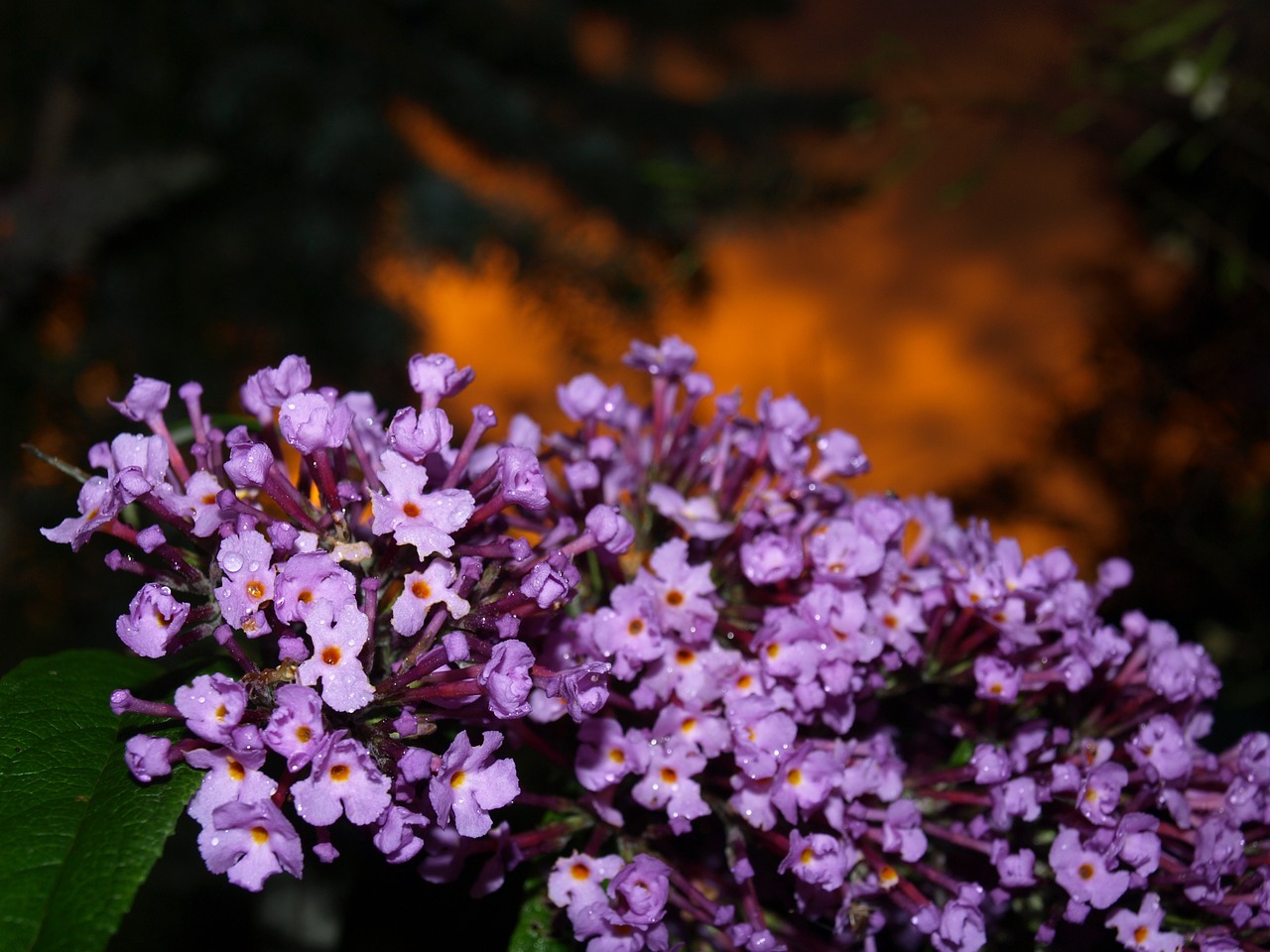 rain summer flowers free photo