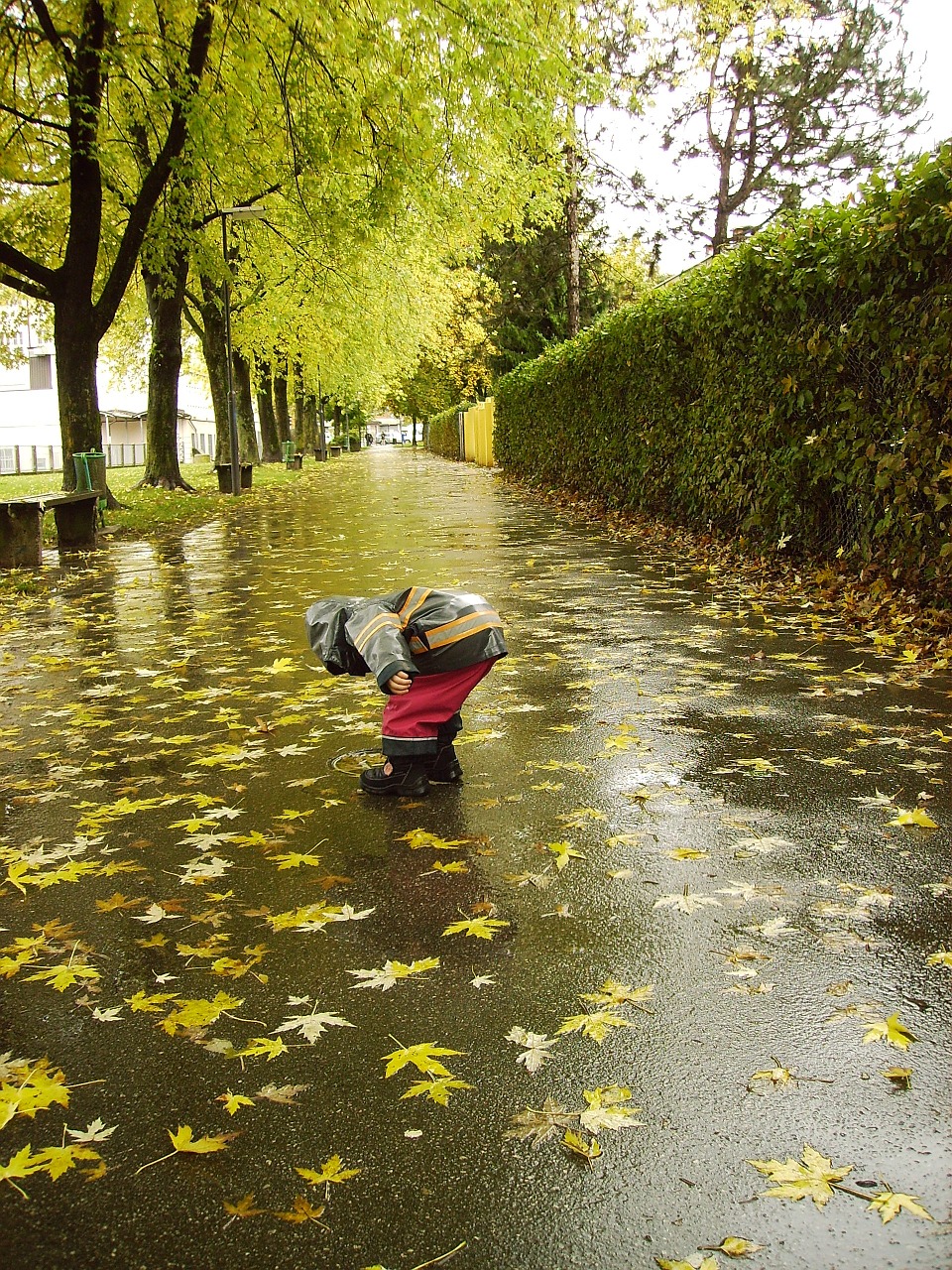 rain november autumn free photo